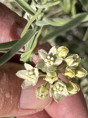 Funastrum hirtellum