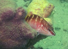 Hypoplectrodes maccullochi