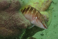 Hypoplectrodes maccullochi