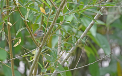 Synallaxis albescens