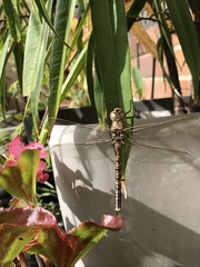 Adversaeschna brevistyla