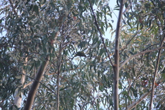 Trichoglossus chlorolepidotus