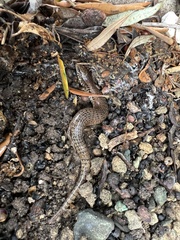 Chalcides ocellatus ocellatus