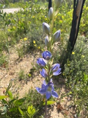 Thelymitra grandiflora