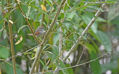 Synallaxis albescens