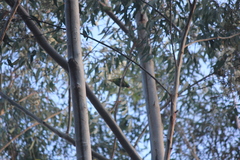 Trichoglossus chlorolepidotus