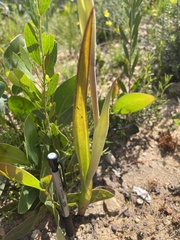 Thelymitra grandiflora