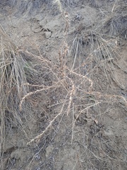 Salsola collina