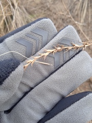 Salsola collina
