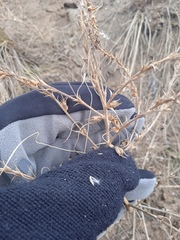 Salsola collina