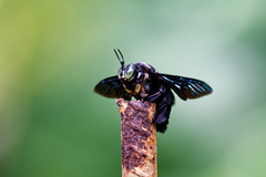 Xylocopa latipes