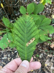 Cameraria ohridella