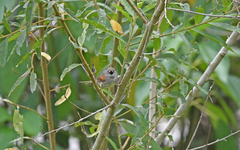 Synallaxis albescens