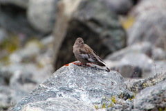 Leucosticte