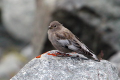 Leucosticte