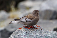 Leucosticte