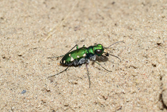 Cicindela patruela