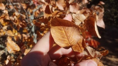 Amelanchier arborea