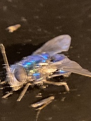 Lucilia eximia