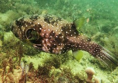 Arothron hispidus