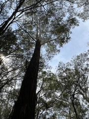 Eucalyptus pilularis