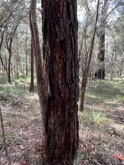 Eucalyptus pilularis