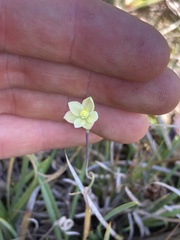 Thelymitra flexuosa