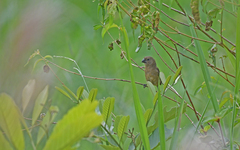 Sporophila crassirostris