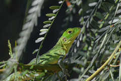 Ctenosaura hemilopha