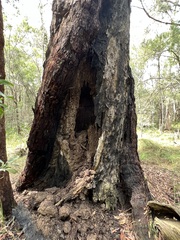 Eucalyptus pilularis