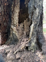 Eucalyptus pilularis