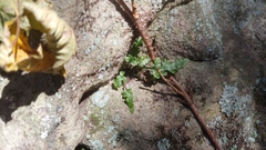 Asplenium pinnatifidum