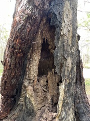 Eucalyptus pilularis