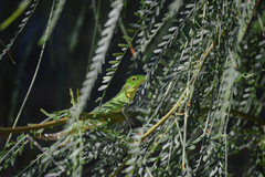 Ctenosaura hemilopha