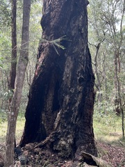Eucalyptus pilularis