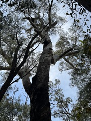 Eucalyptus pilularis