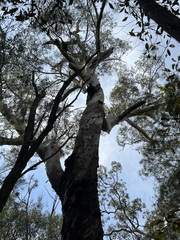 Eucalyptus pilularis