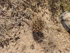 Ancistrocactus scheeri