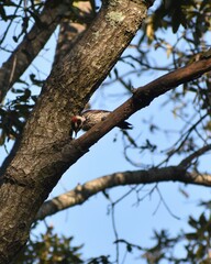 Dryobates stricklandi