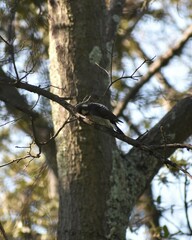 Dryobates stricklandi