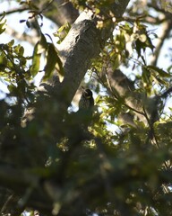 Dryobates stricklandi