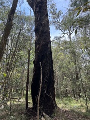 Eucalyptus pilularis