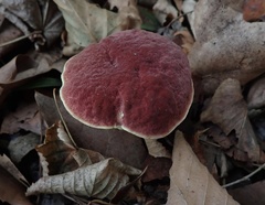 Hortiboletus rubellus