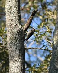 Dryobates stricklandi