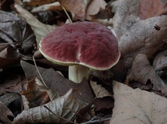 Hortiboletus rubellus