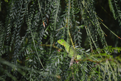 Ctenosaura hemilopha