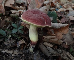 Hortiboletus rubellus