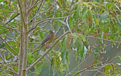 Sporophila crassirostris