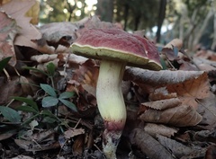 Hortiboletus rubellus