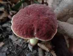Hortiboletus rubellus